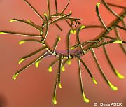 Echinodermes
